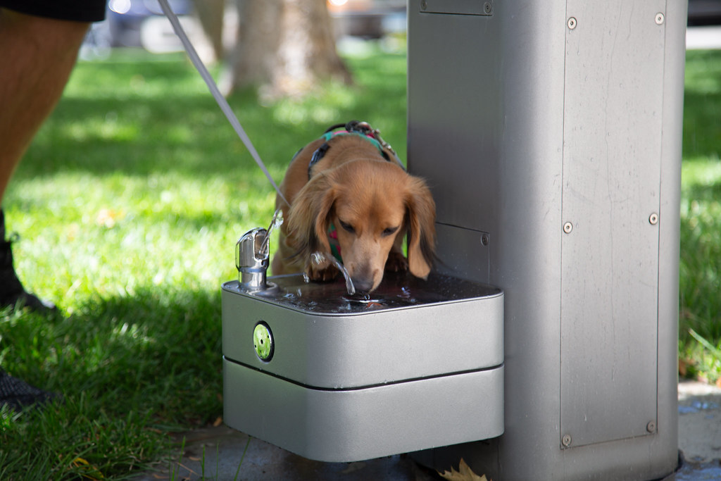 Outdoor Drinking Fountain at a Park with a Dog Drinking Out of it